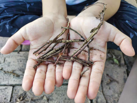 Holding twigs for craft activityの写真素材