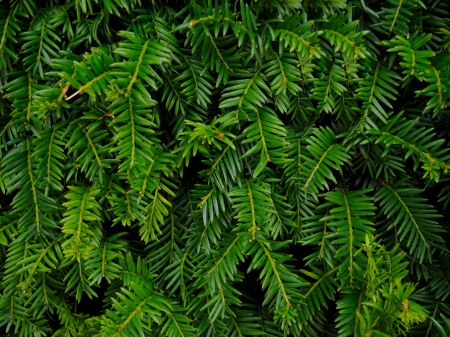 Close-up of Christmas pine fir tree branches background  Background of Christmas tree branches の写真素材