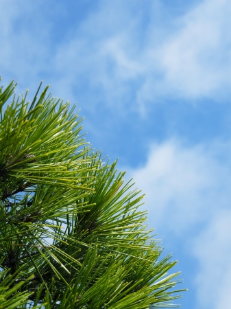Close-up of Christmas pine fir tree branches background  Background of Christmas tree branches の写真素材