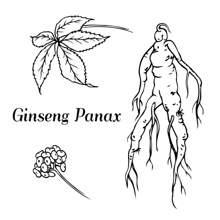Root and leaves panax ginseng. Vector black and white engraving vintage illustration of medicinal plants. Biological additives are. Healthy lifestyleのイラスト素材
