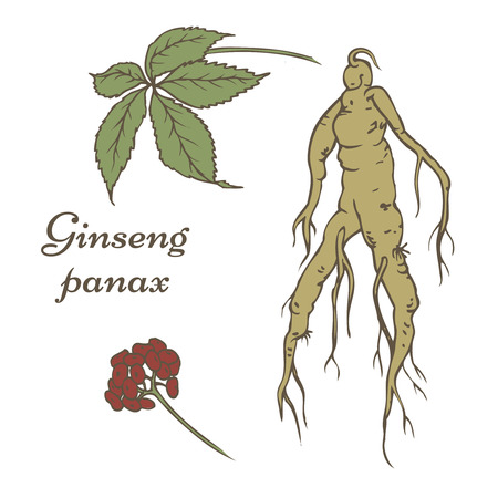 Root and leaves panax ginseng.のイラスト素材