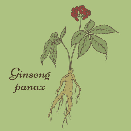 Root and leaves panax ginseng.のイラスト素材