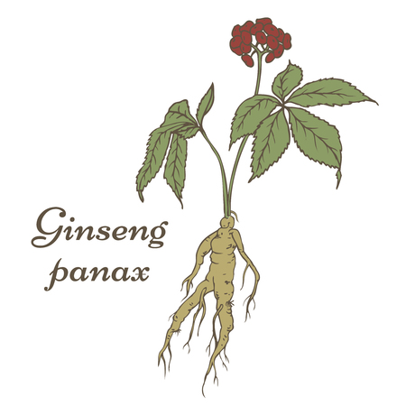 Root and leaves panax ginseng.のイラスト素材