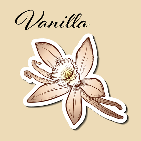 Vanilla pods and flower isolated in engraved style. Vanilla hand drawn sketch vector illustration on beige. Vanilla stick. Dessert spice in vintage style. Doodle design cooking ingredientのイラスト素材
