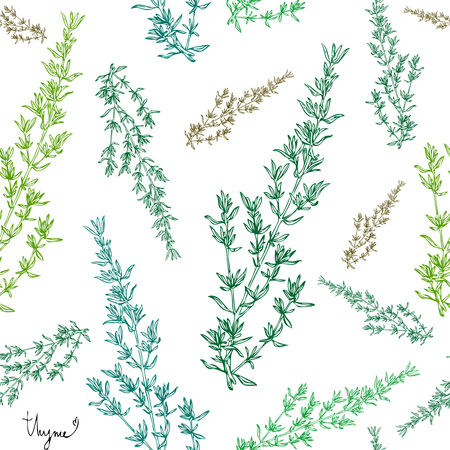 Hand drawn seamless pattern thyme  plant with leaves on white background. Vintage spicy herbs sketch.  Doodle cooking ingredient, seasoning.  Herbal engraved style vector illustration. Italian cuisineのイラスト素材