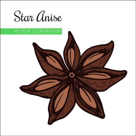 Vintage hand drawn Star Anise Vector illustration isolated on white  background. Dried Star Aniseed or lllicium Verum, Used for Seasoning in Cooking. Star anise dessert  spice fruit and seeds.のイラスト素材