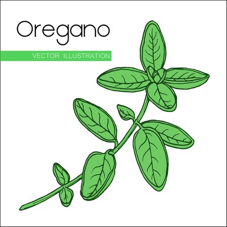 Vector hand drawn oregano illustration. Vintage  flower sketch. Isolated Oregano plant with leaves. Herbal engraved style spice  illustration. Organic product. Cooking spicy ingredient. Vegan food.のイラスト素材