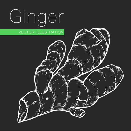 Hand drawn sketch ginger root plant vector illustration isolated on black background. Spicy herbs. Ginger doodle design cooking ingredient for food. Superfood spice herb.のイラスト素材