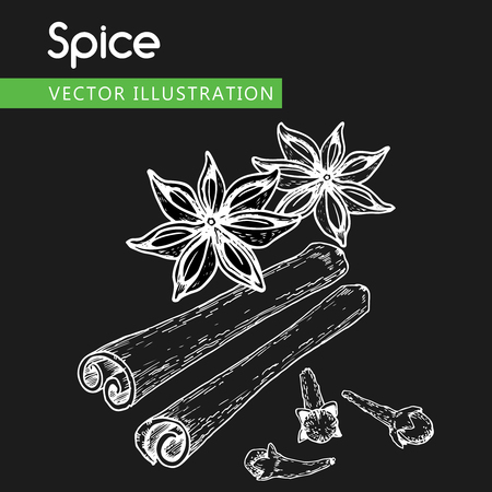Vintage hand drawn Star Anise Vector illustrationのイラスト素材
