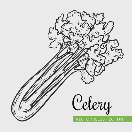 Vegetarian food. Hand drawn isolated celery.  Vector vintage vegetables illustration.  Can be used for wrapping paper, street festival, farmers market, country fair, shop, menu, cafe, restaurantのイラスト素材