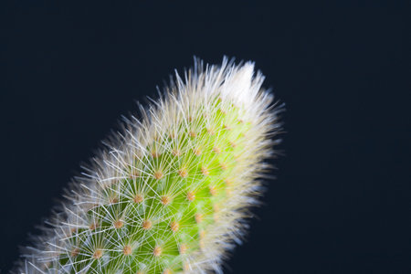 Green  finger  of a Cactus over a dark backgroundの写真素材