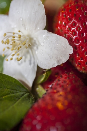 Close up shoot od spring red strawberries with a white flowerの写真素材