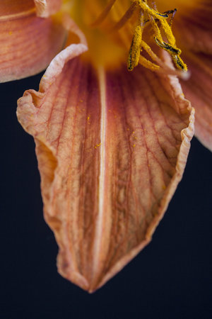 Close up shoot of a orange flower with yellow rodsの写真素材