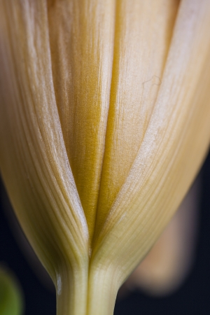 Close up shoot of a orange flower with green flower babiesの写真素材