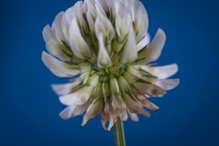 Close up picture of a clover white flowerの写真素材