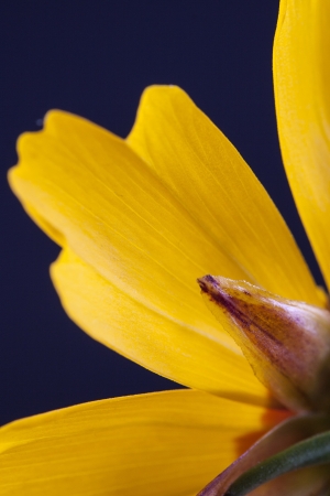 Close up photo of a yellow flower on a dark backgroundの写真素材