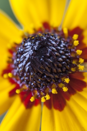 Close up photo of a yellow flower on a dark backgroundの写真素材