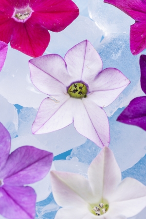 Close up photo of the small light white, red and purple flower siting in the glass full off ice cubes.の写真素材