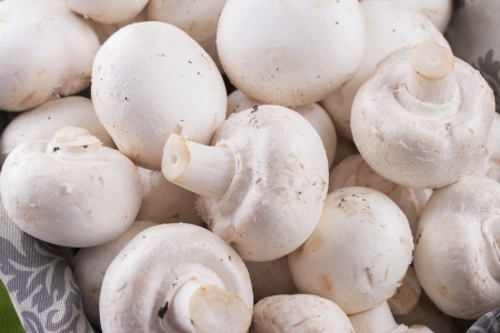 A close up photo of a edible mushrooms known as Agaricus in a basket on a bright solid background.の写真素材