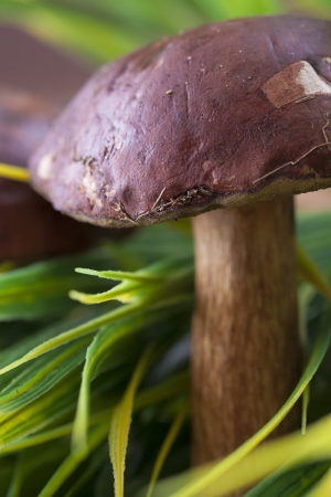 Close up photo of the edible fungus - Boletus edulis - known as penny bun between a grass blades.の写真素材