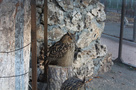 wild owlの写真素材