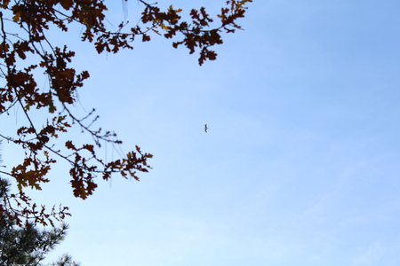 bird in the skyの写真素材
