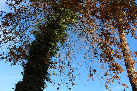 tree in the forestの写真素材