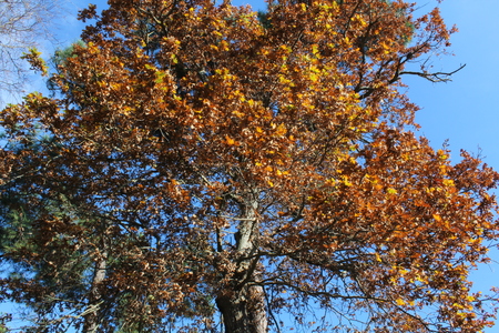 tree on the blue backgroundの写真素材