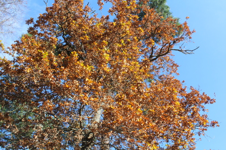 tree on the blue backgroundの写真素材