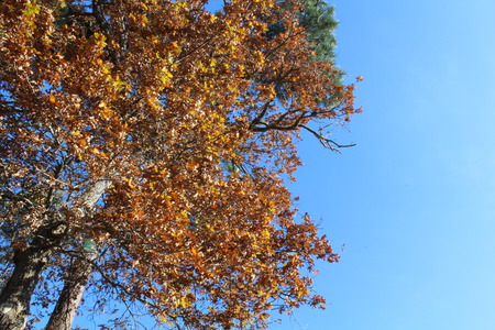 tree on the blue backgroundの写真素材