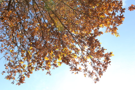 tree on the blue backgroundの写真素材
