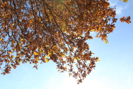tree on the blue backgroundの写真素材