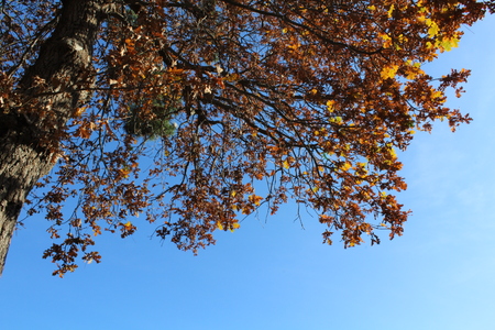 tree on the blue backgroundの写真素材