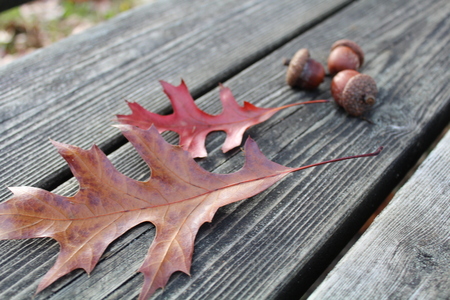 oak leaves and acornsの写真素材