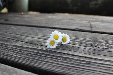 three chemile on the woodの写真素材