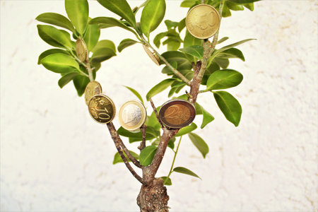 coins growing on the treeの写真素材