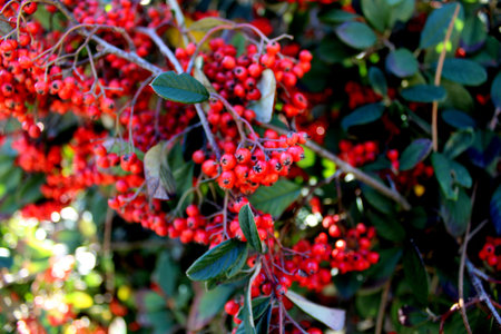 a lot red rowan in the garden