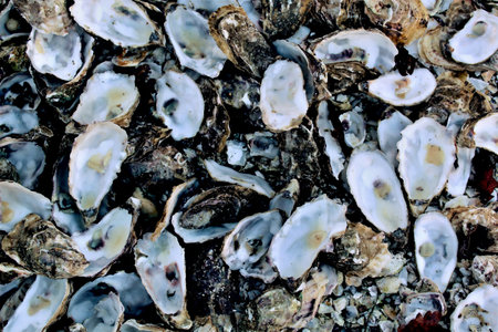 a lot oyster shells on the background