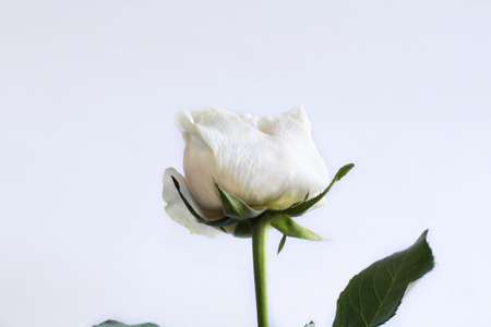 white roses on the white backgroundの写真素材