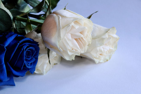 white roses on the white backgroundの写真素材