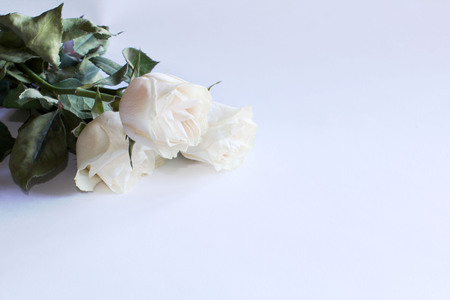 white roses on the white backgroundの写真素材