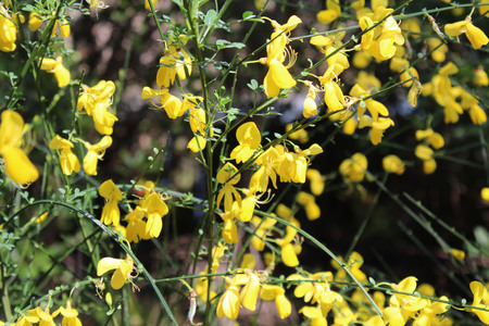 yellow flowersの写真素材