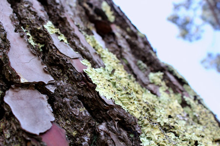 Brown background with bark of pine on it