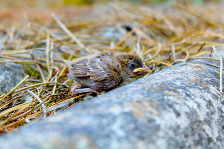 little birdの写真素材