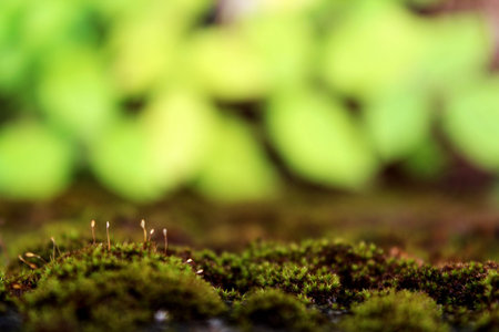 Green plant in the fieldの写真素材