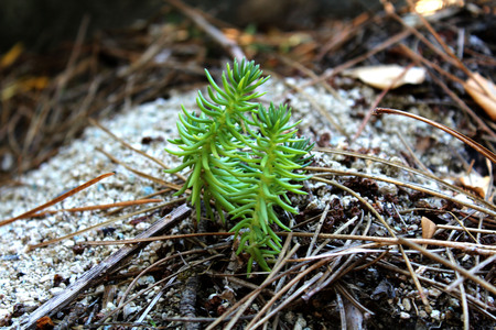 A little green pines growing in the forestの写真素材