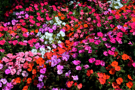 a lot of colorful flowers in the gardenの写真素材