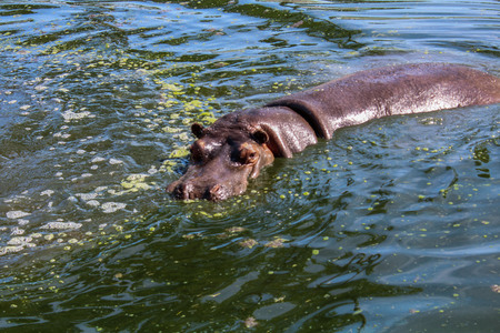 The common hippopotamus in the water. Africaの写真素材