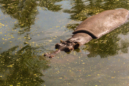 The common hippopotamus in the water. Africa
