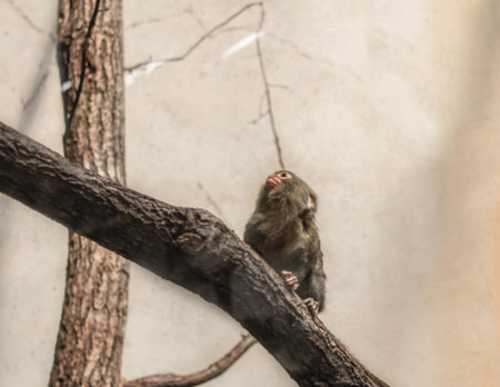 a little cute monkey sits on the tree in the zoo